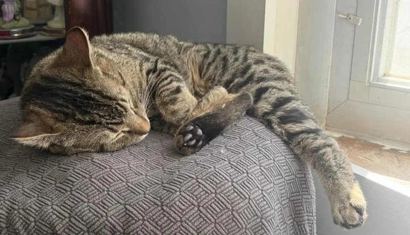 Stone Cold Steve Austin thumbnail 5