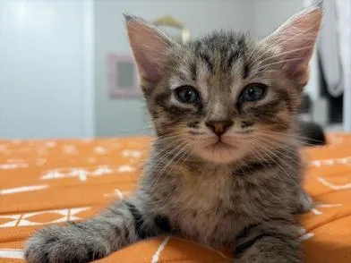 Buttercup thumbnail 3