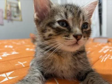 Buttercup thumbnail 4