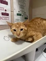 A young medium-sized male Orange / Red Domestic Short Hair cat named Ringo for adoption in Manitowoc, WI