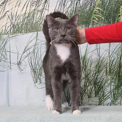 An adult medium-sized male Domestic Short Hair cat named Argent for adoption in West Chester, PA