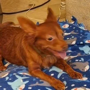 An adult small-sized male Chihuahua dog named Loki for adoption in Raleigh, NC