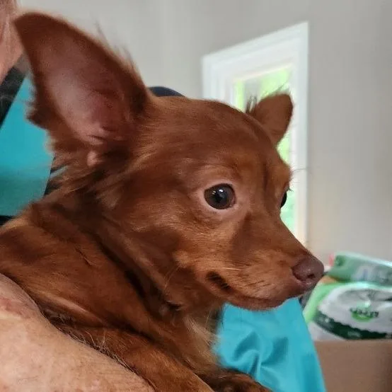 Loki thumbnail 3