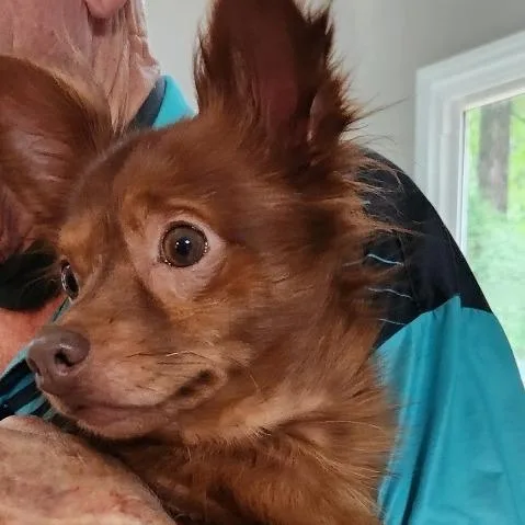 Loki thumbnail 6
