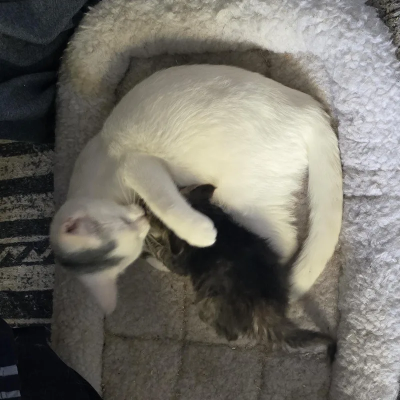 A young medium-sized female White American Shorthair cat named Snowdrop for adoption in Lake City, MN