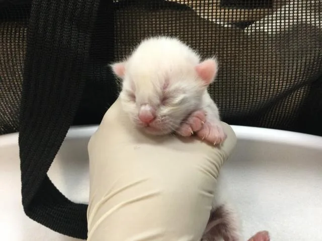 A baby small-sized male Domestic Short Hair cat named Ink for adoption in Thousand Palms, CA
