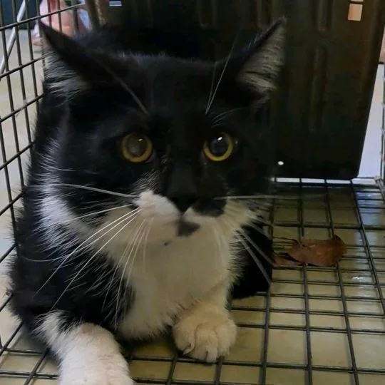 An adult medium-sized male Black Domestic Short Hair cat named Colburn for adoption in Valley, AL