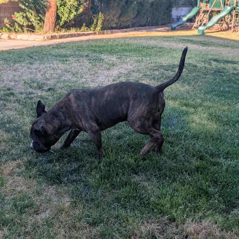 A senior large-sized male Brindle Pit Bull Terrier dog named Theo A for adoption in Las Vegas, NV