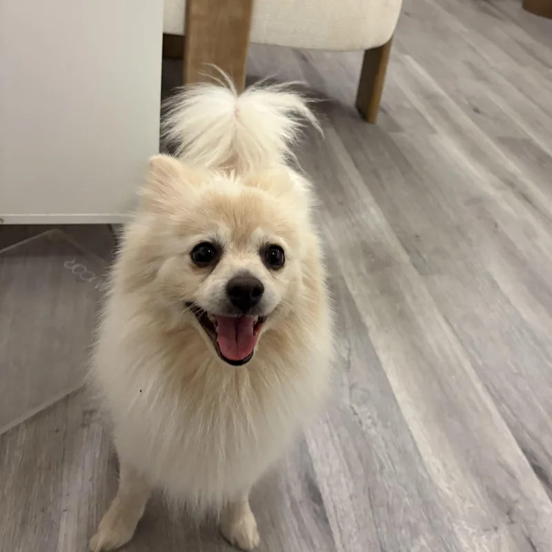 An adult small-sized male Pomeranian dog named Rocco for adoption in Reedley, CA