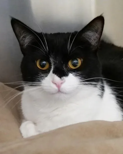 A baby small-sized female Domestic Short Hair cat named Kuromi for adoption in Fishers, IN