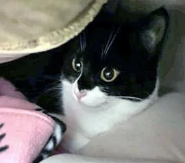Kuromi thumbnail 2