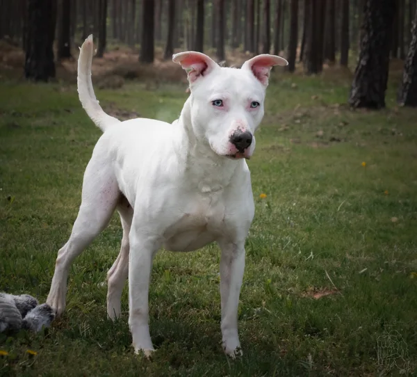 An adult medium-sized male Pit Bull Terrier dog named Tucker Deaf for adoption in Winchester, KY