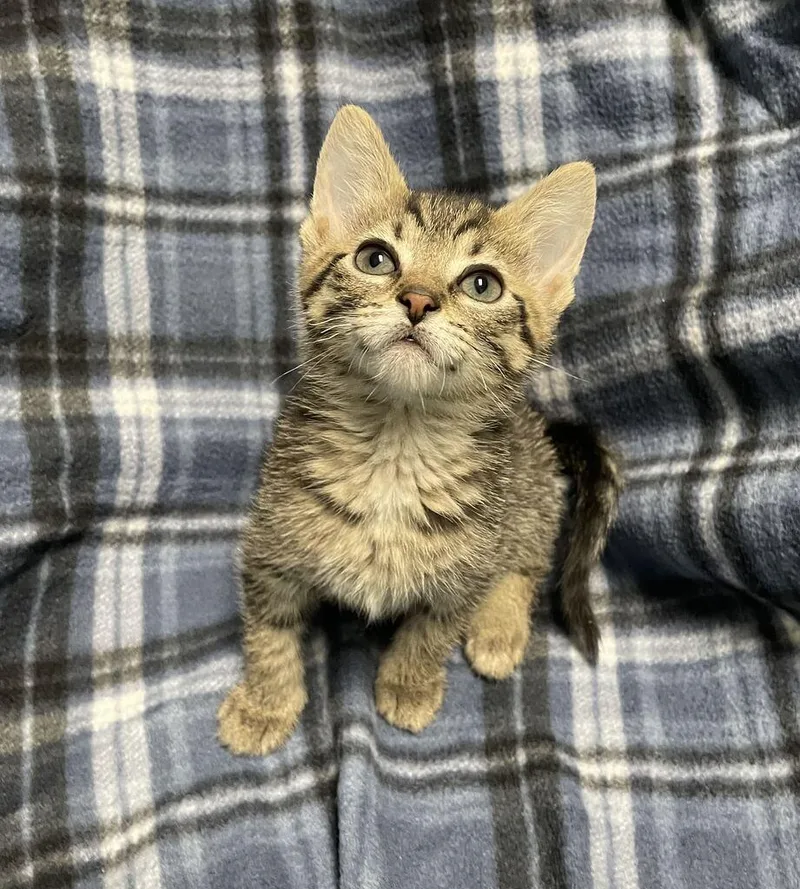 A baby small-sized female Domestic Short Hair cat named Cottage Cheese for adoption in Jackson, MI