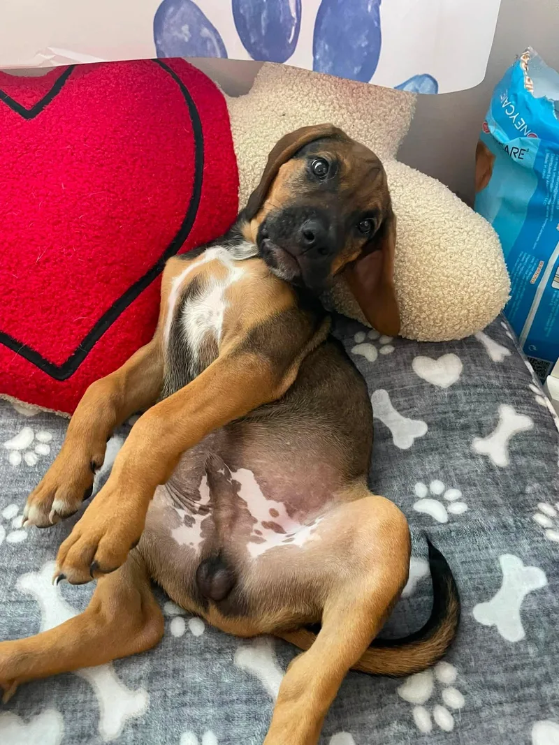 A young medium-sized male Hound dog named Timmy for adoption in Greenville, SC