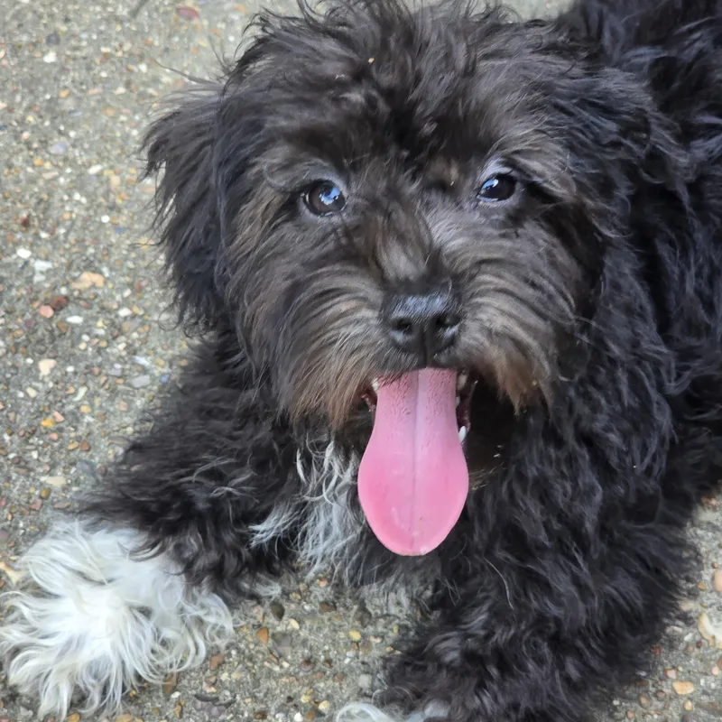 Willowdean Wat thumbnail 2