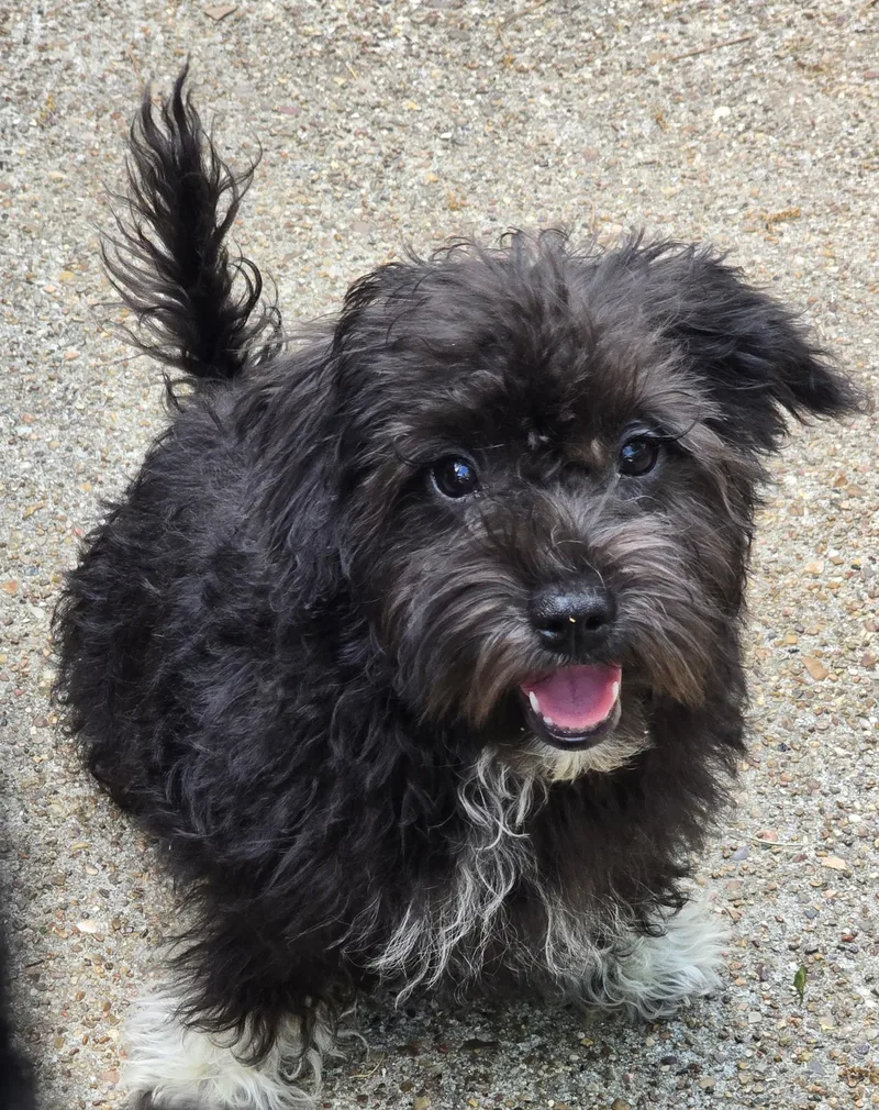 A baby small-sized female Black Maltese dog named Willowdean Wat for adoption in Missouri City, TX