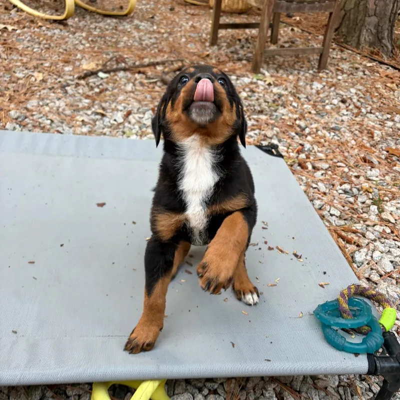 A baby small-sized female Black Hound dog named Muffin for adoption in Wake Forest, NC