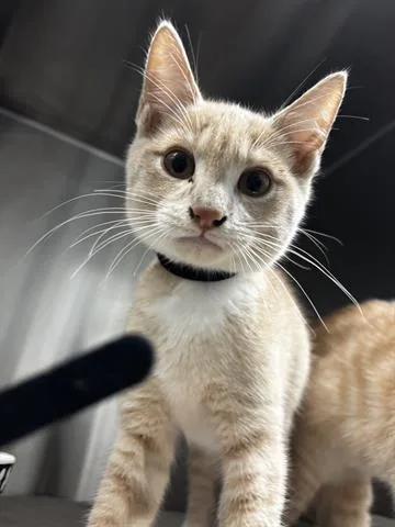 A baby small-sized male Domestic Short Hair cat named Toby for adoption in San Martin, CA