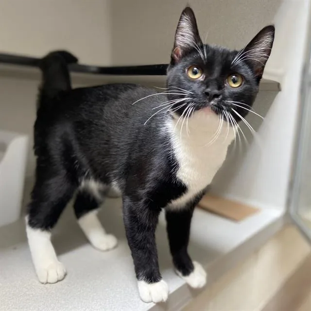 A young small-sized female Domestic Short Hair cat named Pancha for adoption in Aurora, CO