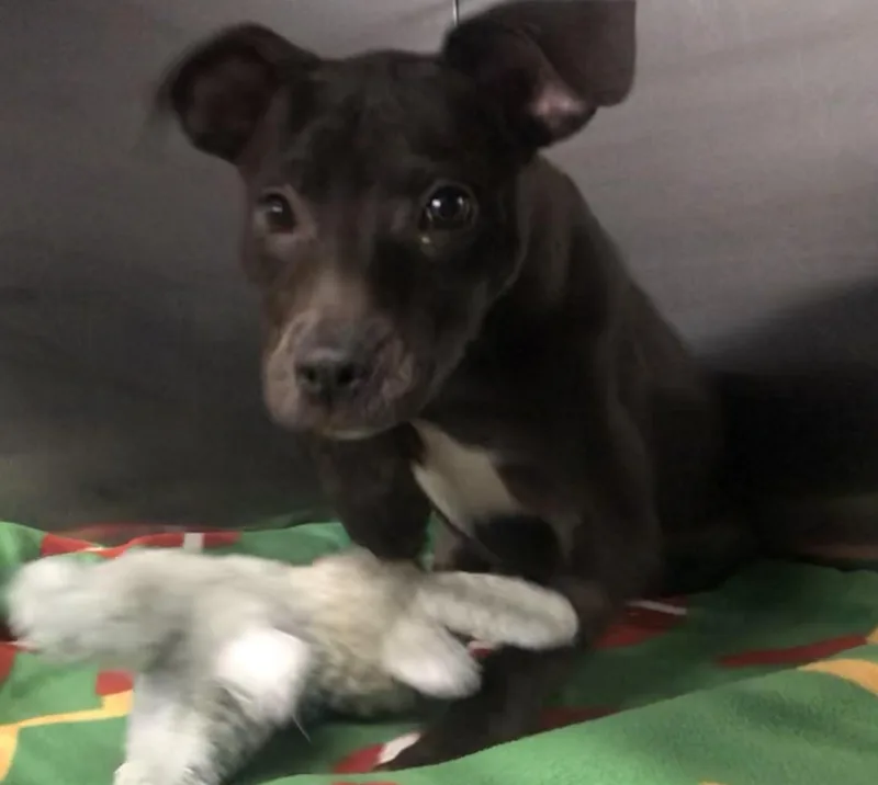 A baby medium-sized female Black Mixed Breed dog named Fiona for adoption in Parma, OH