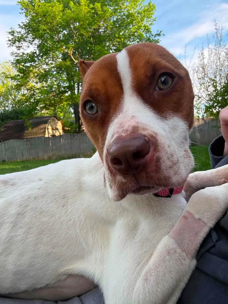 A young medium-sized female Terrier dog named Violet for adoption in Muncie, IN