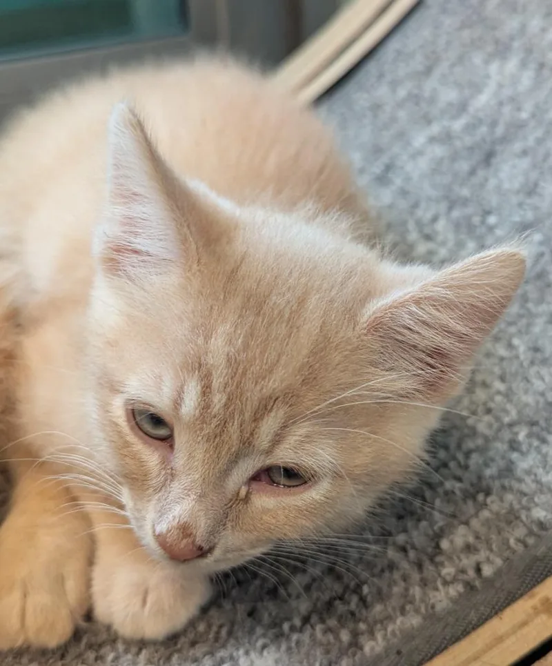 A baby large-sized male Domestic Short Hair cat named Scorch for adoption in Cape Coral, FL