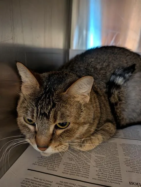 An adult large-sized female Domestic Short Hair cat named Ursula for adoption in Sacramento, CA