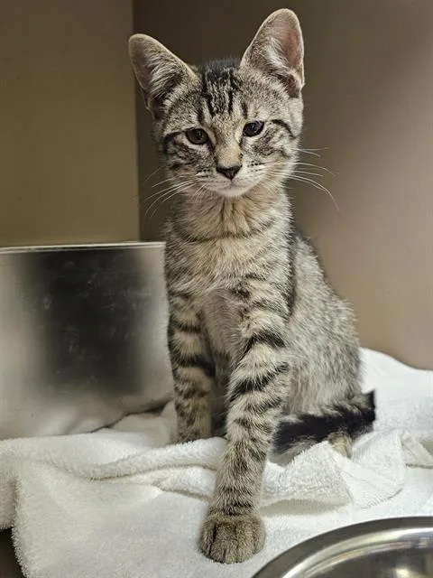 A baby medium-sized female Brown / Chocolate Domestic Short Hair cat named Eclora for adoption in Clyde, NC