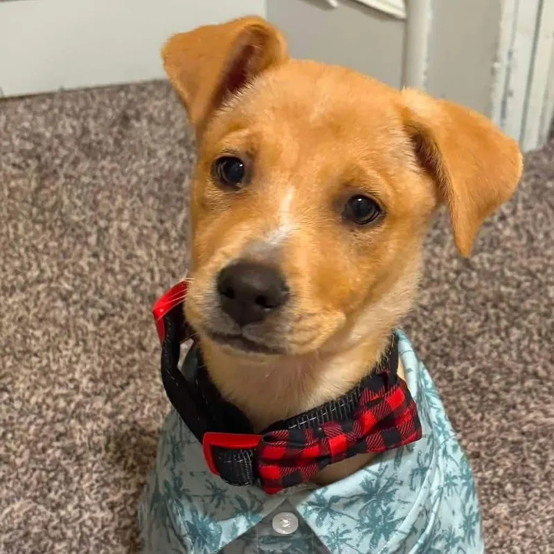 A baby medium-sized male German Shepherd Dog dog named Mr. Gregory for adoption in Houston, TX