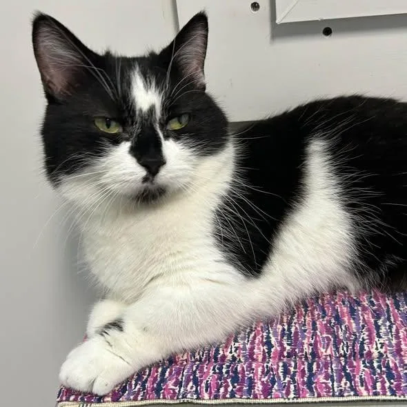 An adult medium-sized male Tuxedo cat named Dave for adoption in Madison, WI