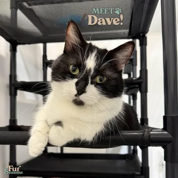 Dave thumbnail 3