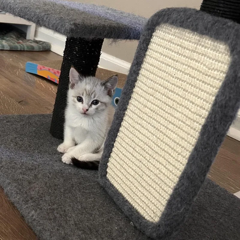 A baby small-sized female Cream / Ivory Domestic Short Hair cat named Pegasus for adoption in Chattanooga, TN