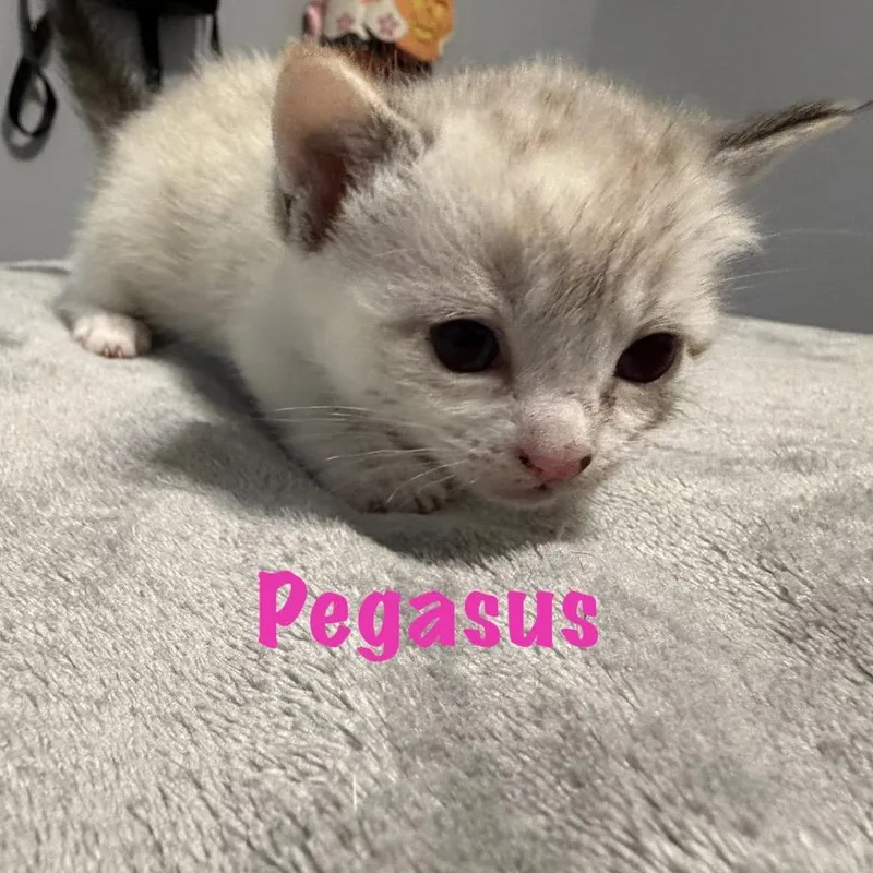 Pegasus thumbnail 3