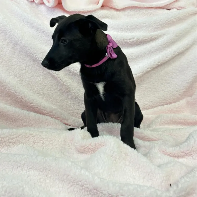 An adult medium-sized female Black Mountain Cur dog named Asha for adoption in Houston, TX
