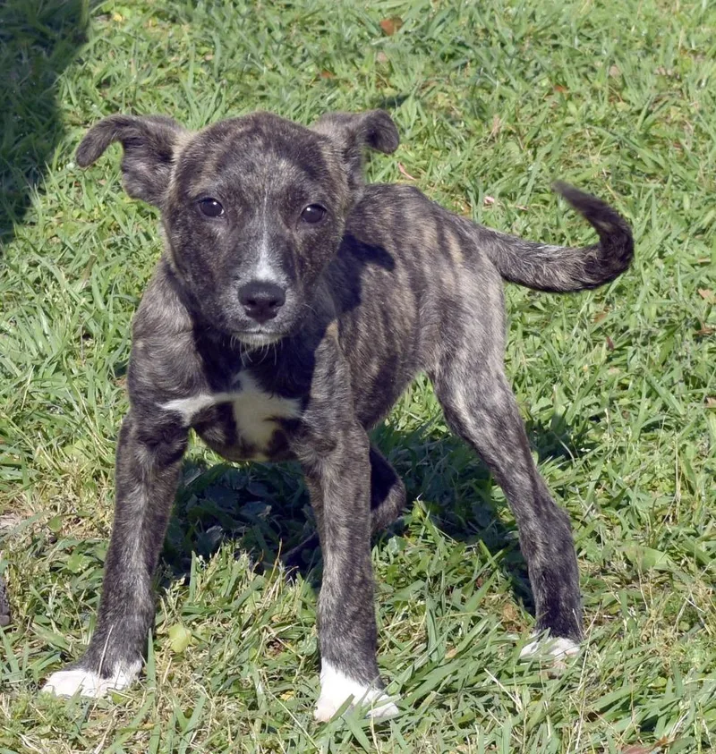 A baby medium-sized male Mixed Breed dog named Fumble for adoption in Kingsland, GA