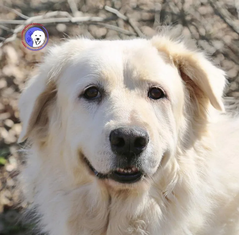 An adult large-sized female Great Pyrenees dog named Madison for adoption in Spring, TX