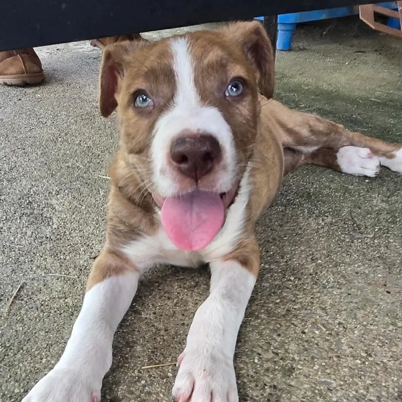A baby medium-sized male American Staffordshire Terrier dog named Speckles for adoption in Danbury, CT