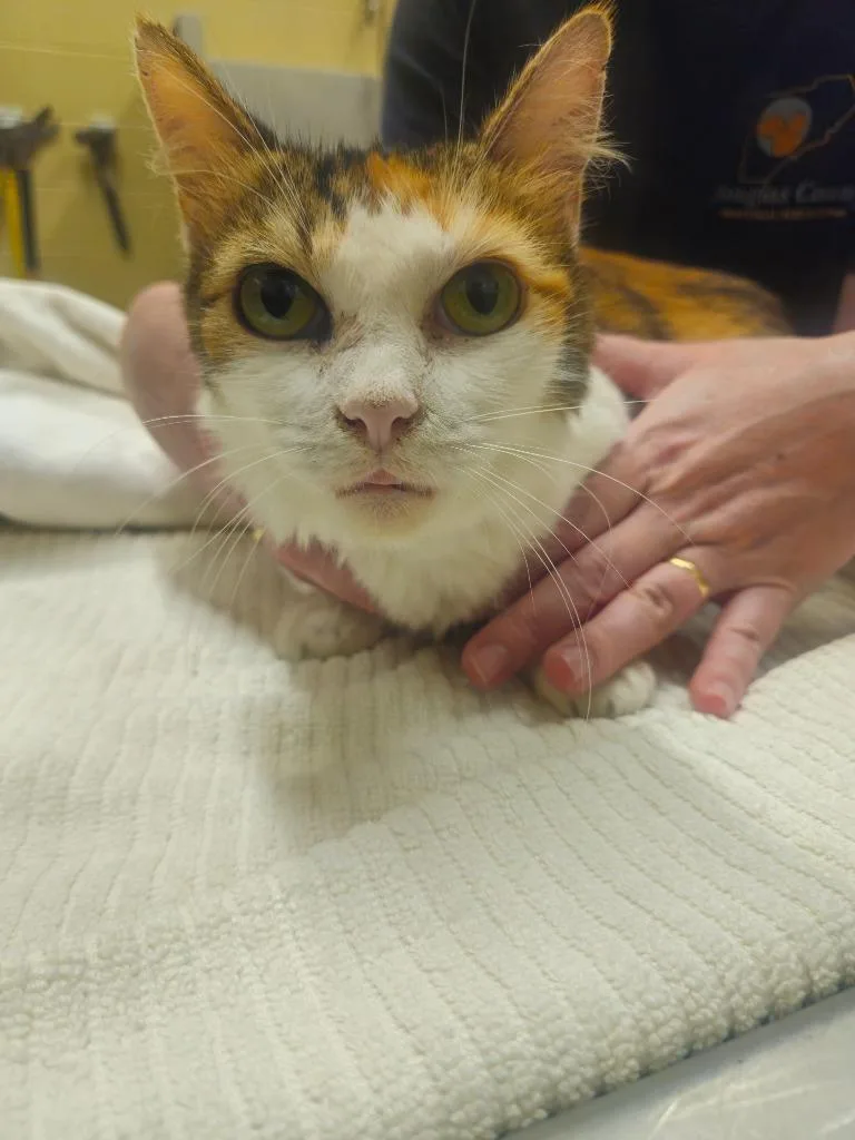 A senior small-sized female Domestic Medium Hair cat named Cali for adoption in Douglasville, GA