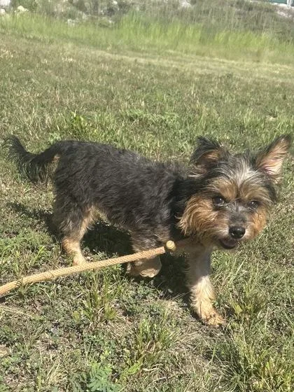 An adult small-sized male Yorkshire Terrier dog named Thor for adoption in Yellville, AR