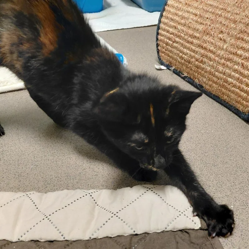 A baby small-sized female Tortoiseshell Domestic Short Hair cat named Twix for adoption in Middlebury, VT