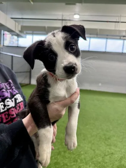 A baby medium-sized female Mixed Breed dog named Ziti for adoption in West Chester, PA