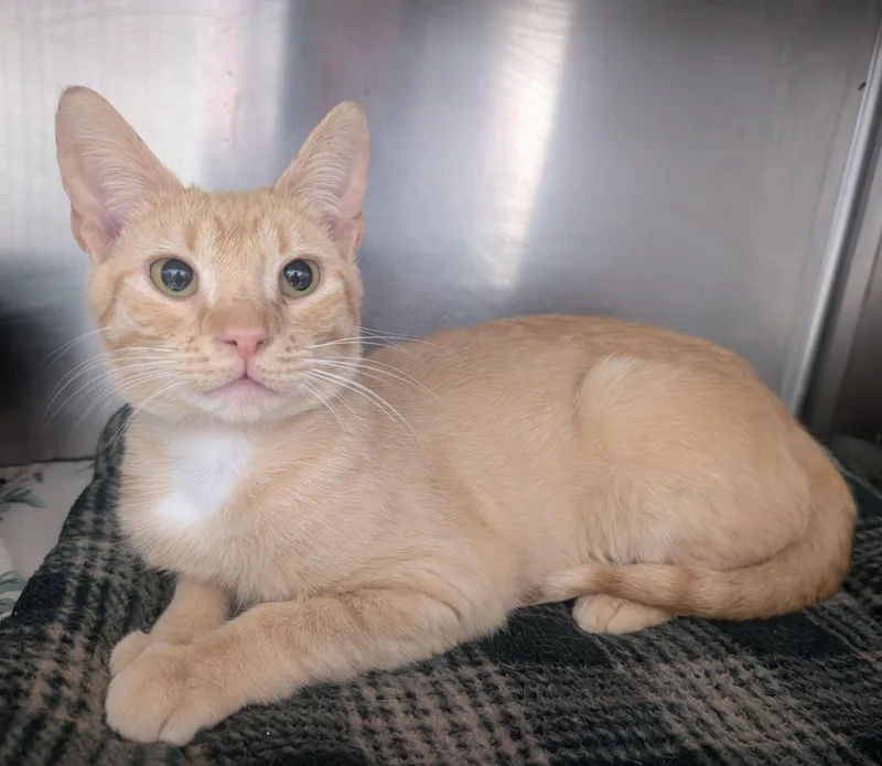 An adult medium-sized male Orange / Red Domestic Short Hair cat named Don Juan for adoption in New Ulm, MN