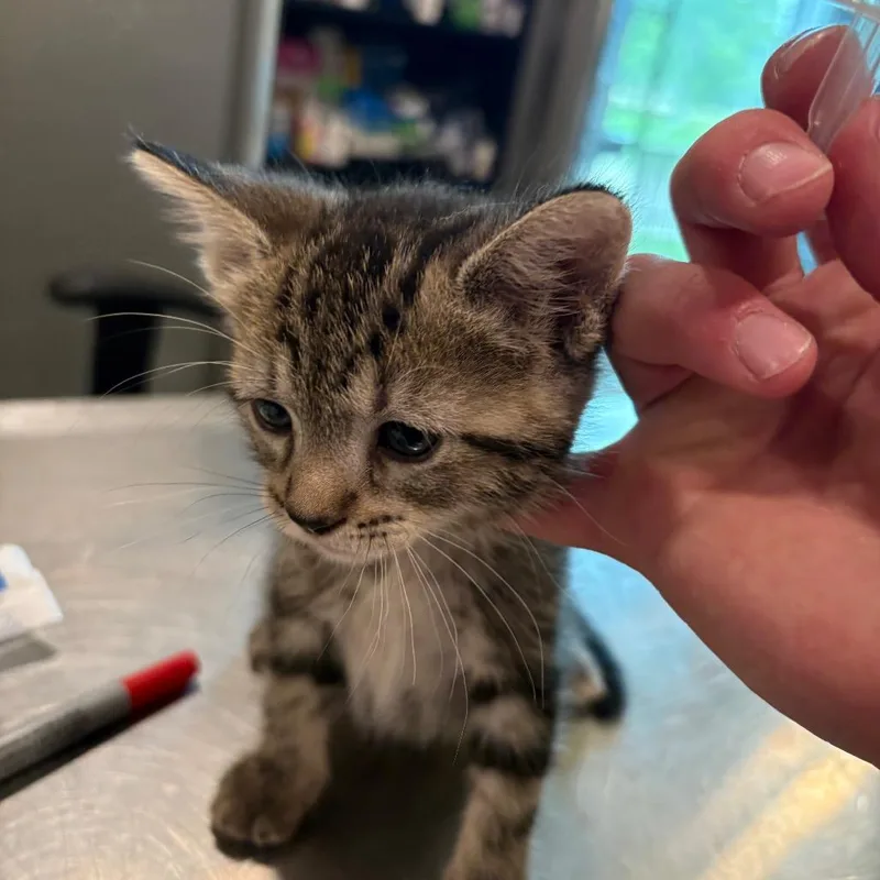 A baby small-sized male Tortoiseshell Domestic Short Hair cat named Apollo for adoption in West Des Moines, IA