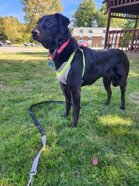 An adult medium-sized female Border Collie dog named Blue for adoption in North Syracuse, NY