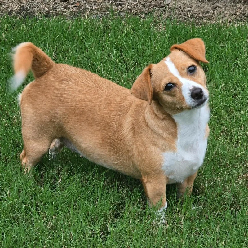 Daisy