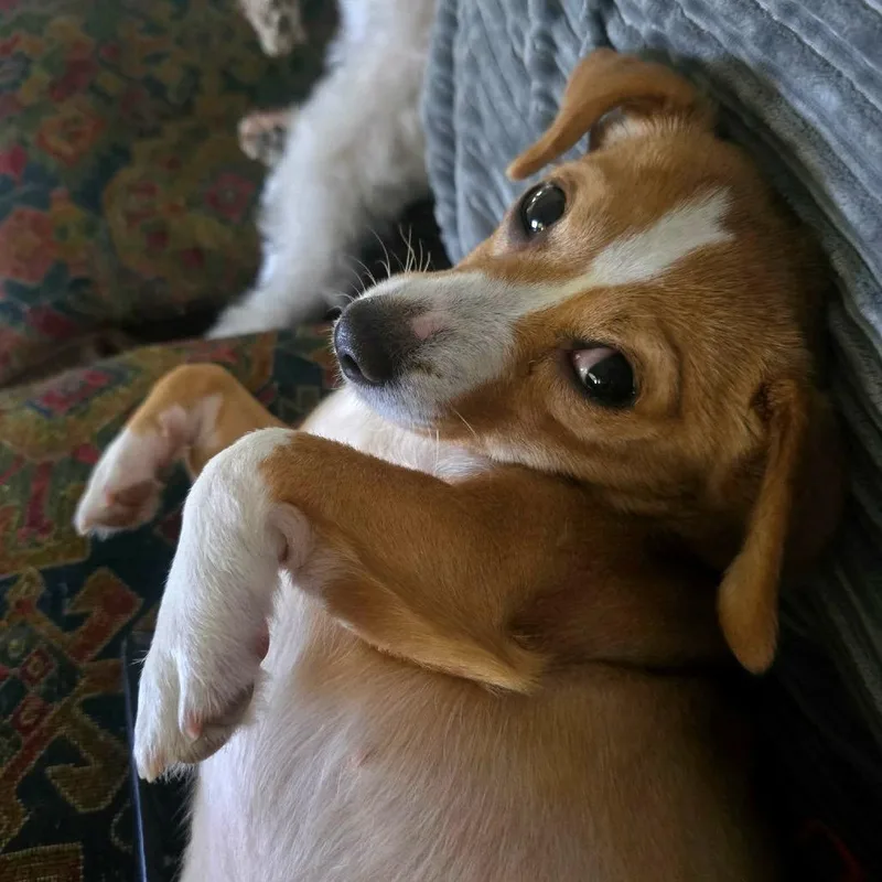 Daisy thumbnail 2