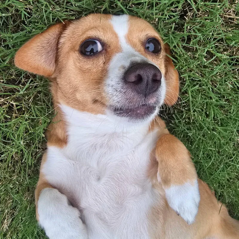 Daisy thumbnail 3