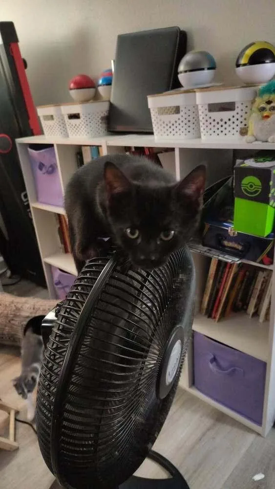 Blackie