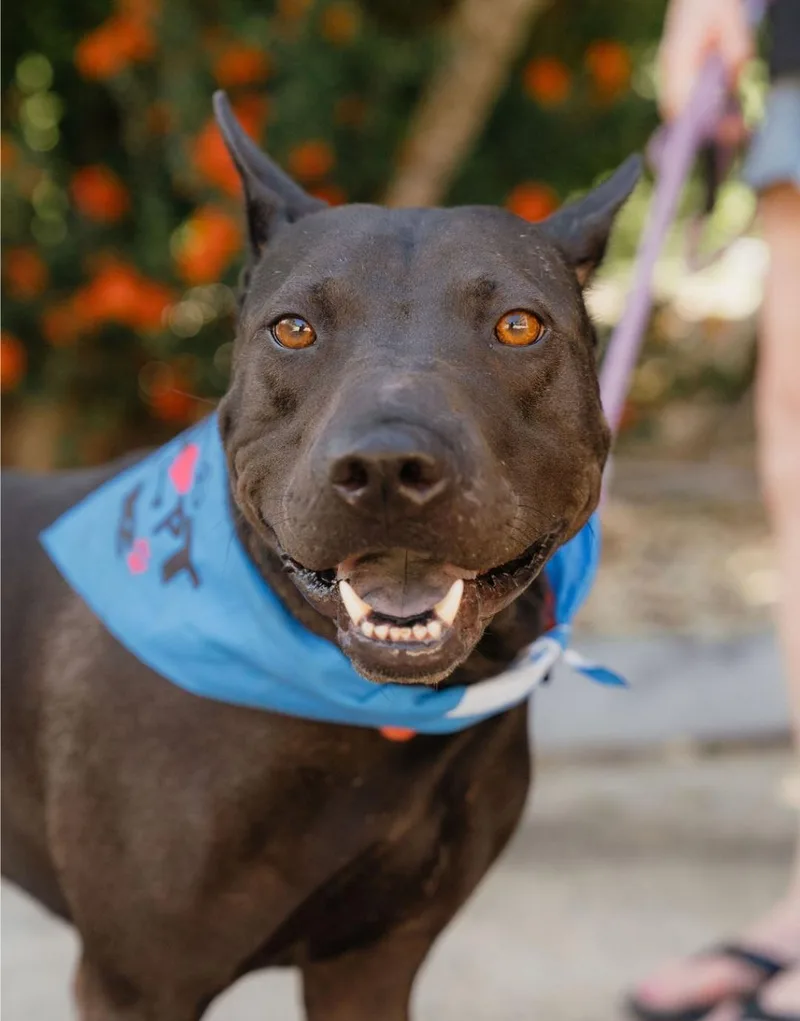 A young medium-sized male Black Labrador Retriever dog named Bailey for adoption in Rincon, PR