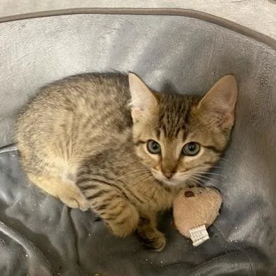 A baby small-sized male Brown / Chocolate Domestic Medium Hair cat named Dodge for adoption in Chehalis, WA